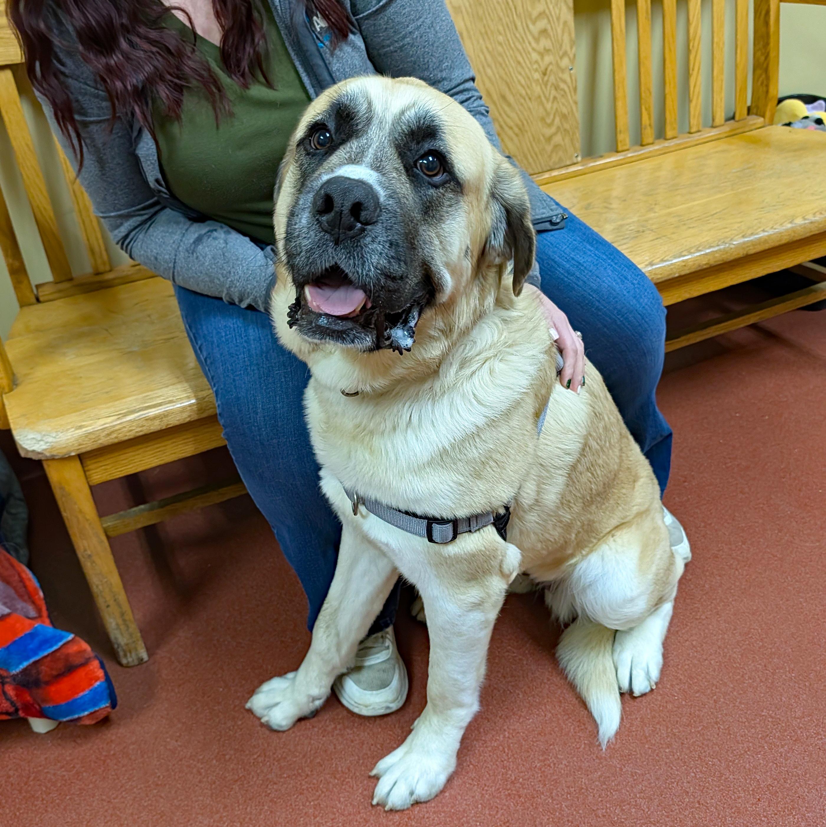 Enlarge Tonka, a ADOPTABLE mixed breed in Accident, MD image 5/6