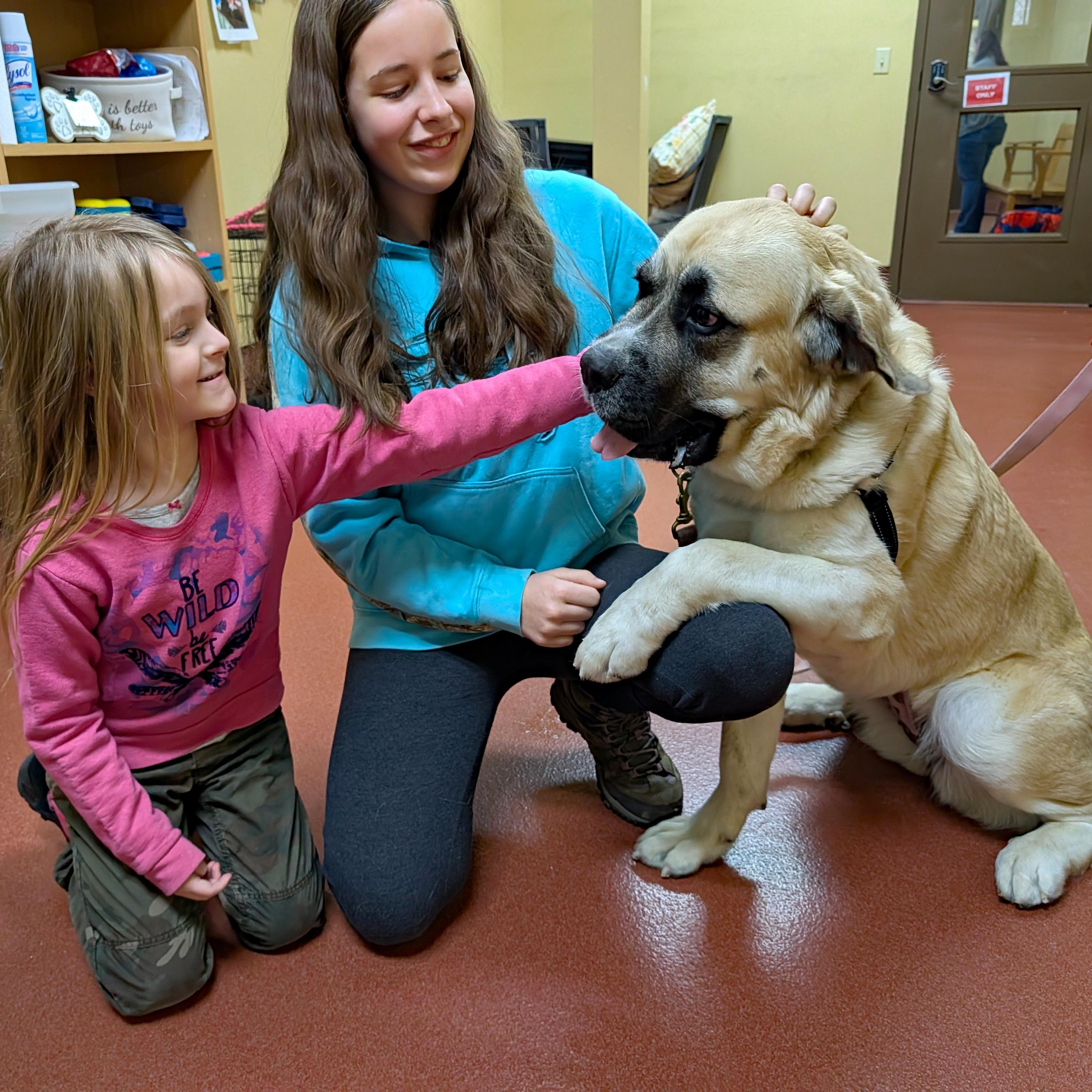 Enlarge Tonka, a ADOPTABLE mixed breed in Accident, MD image 3/6