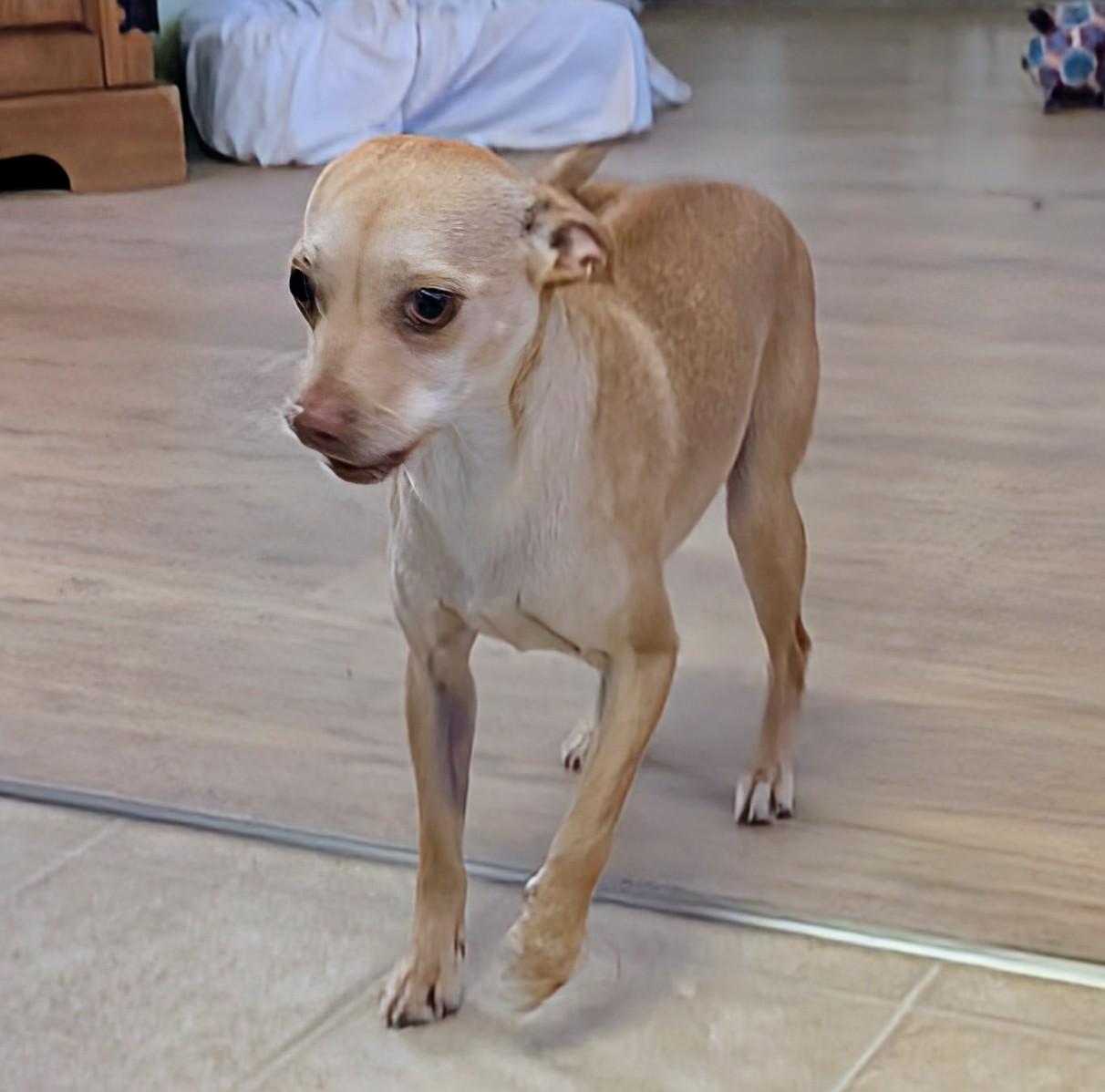 Enlarge Sasha , a ADOPTABLE mixed breed in Saint David, AZ image 4/4