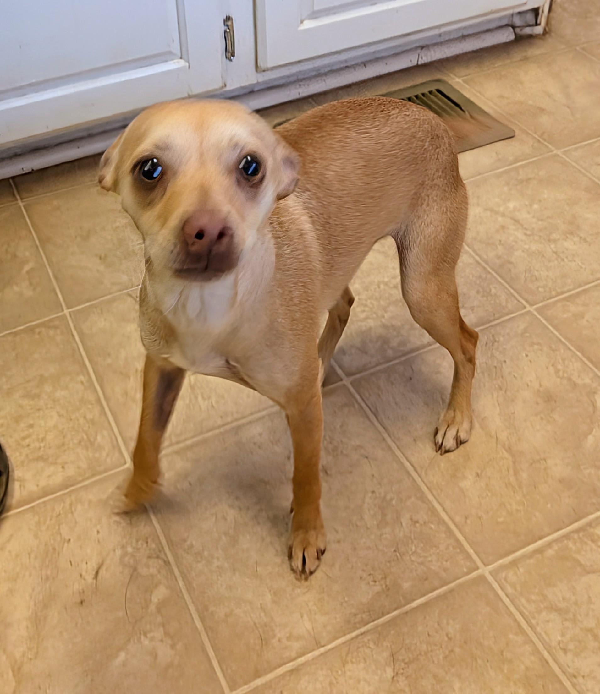 Enlarge Sasha , a ADOPTABLE mixed breed in Saint David, AZ image 3/4