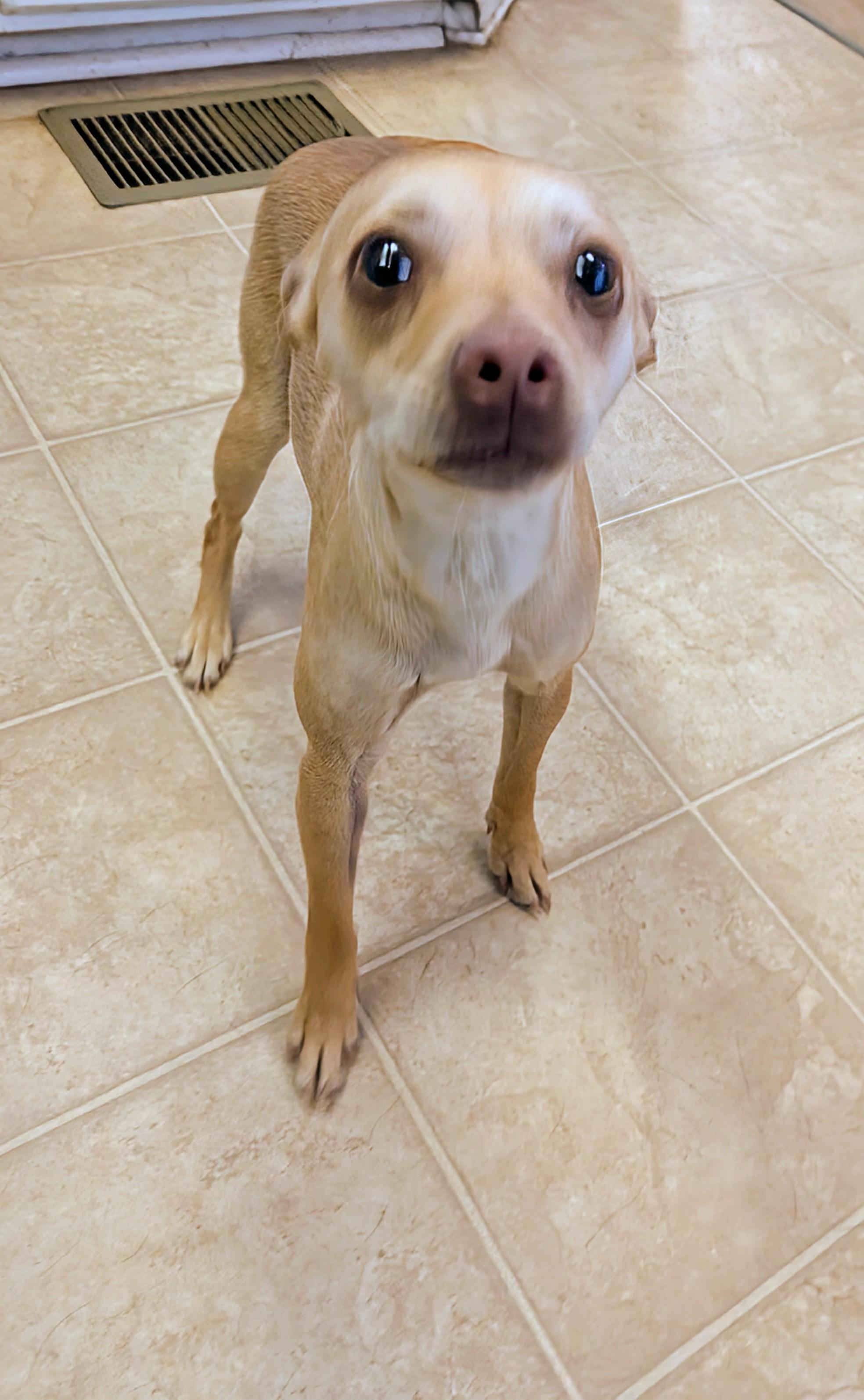 Enlarge Sasha , a ADOPTABLE mixed breed in Saint David, AZ image 2/4