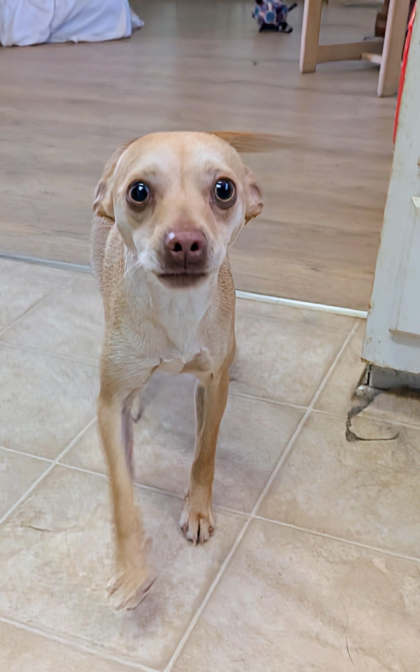 Enlarge Sasha , a ADOPTABLE mixed breed in Saint David, AZ image 1/4