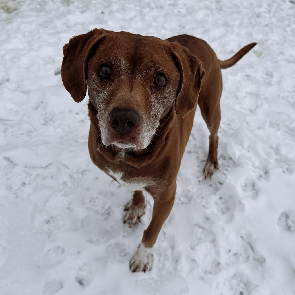 Buddy, Adoptable, Senior Male Terrier & Labrador Retriever.