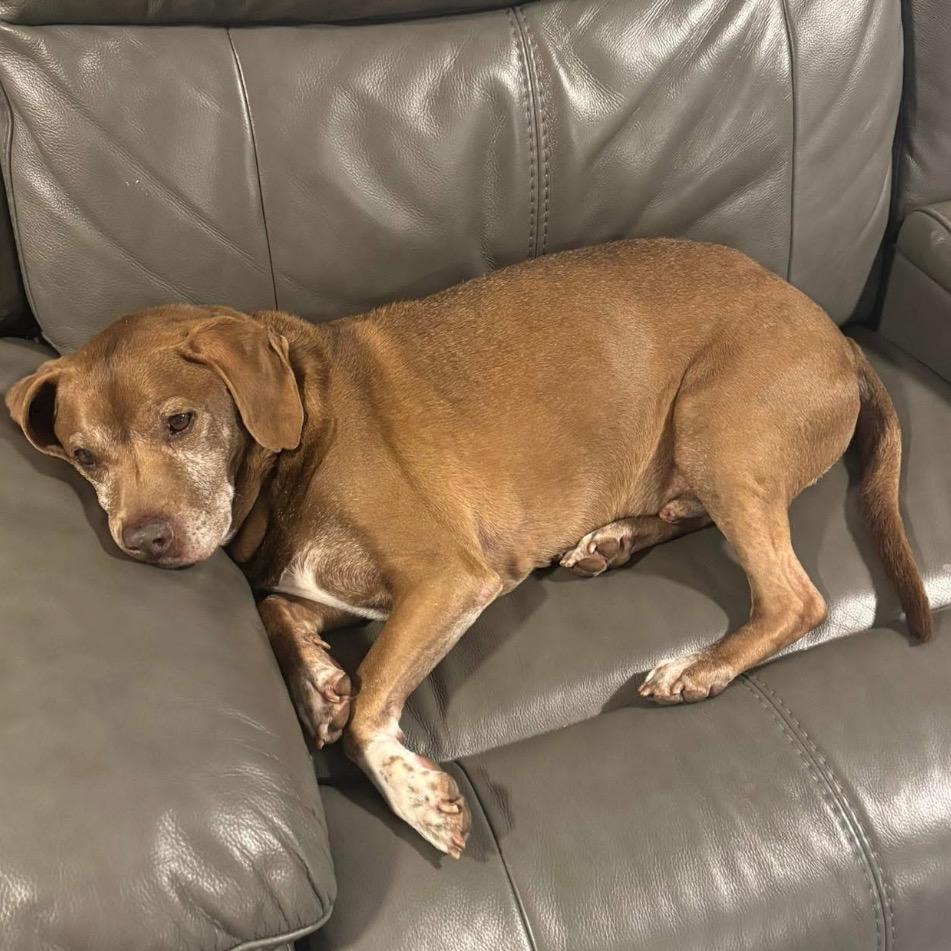 Enlarge Buddy, a Adoptable mixed breed in Mount Vernon, IN image 2/6