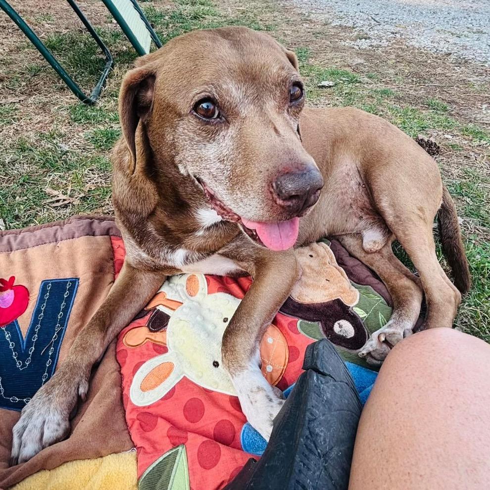 Enlarge Buddy, a Adoptable mixed breed in Mount Vernon, IN image 5/6