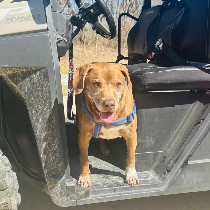 Enlarge Buddy, a Adoptable mixed breed in Mount Vernon, IN image 6/6