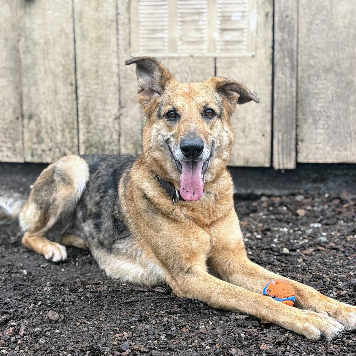 Lindsey, Adopted, Adult Female German Shepherd Dog.