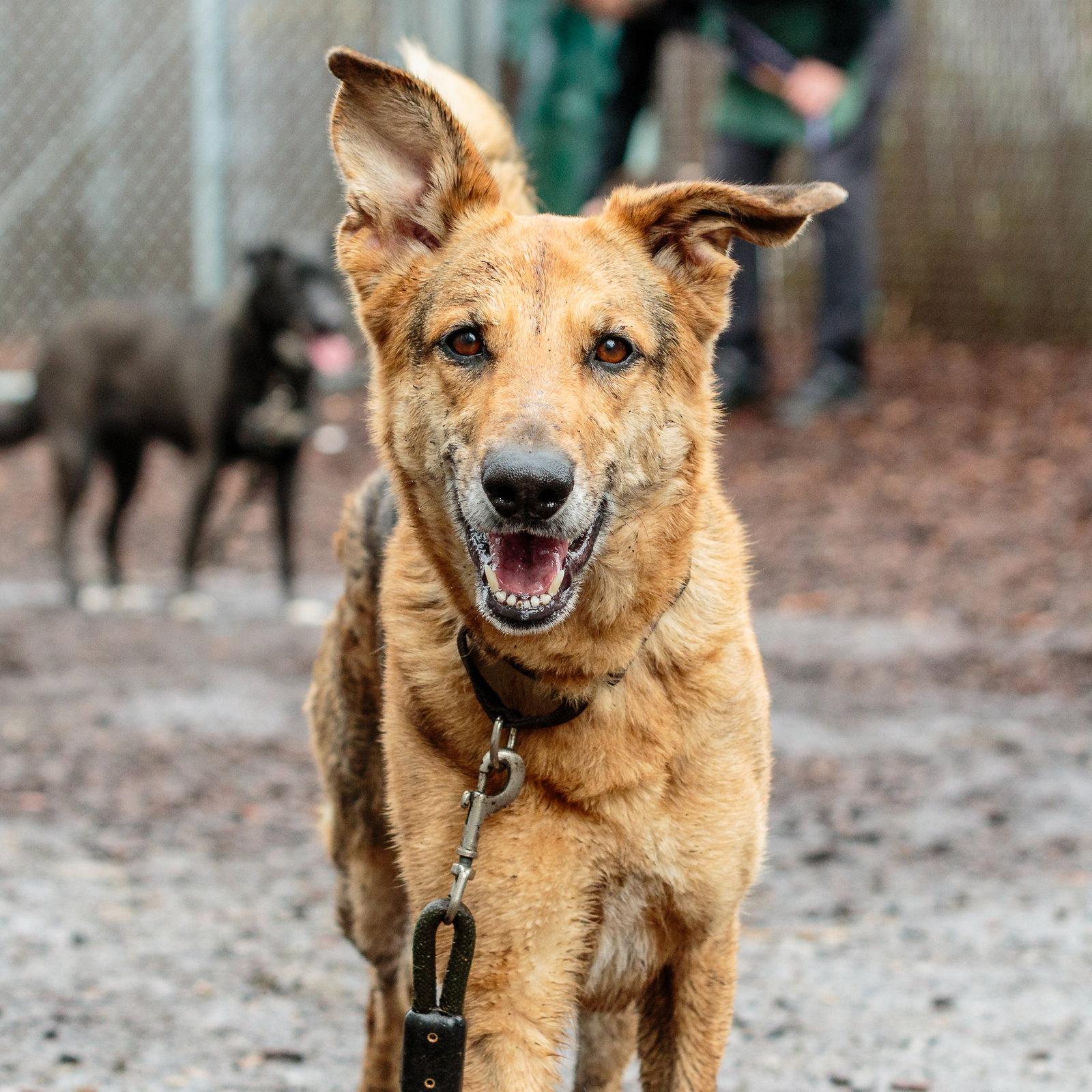 Lindsey, a Adopted German Shepherd Dog in Oakland, CA image 2/3