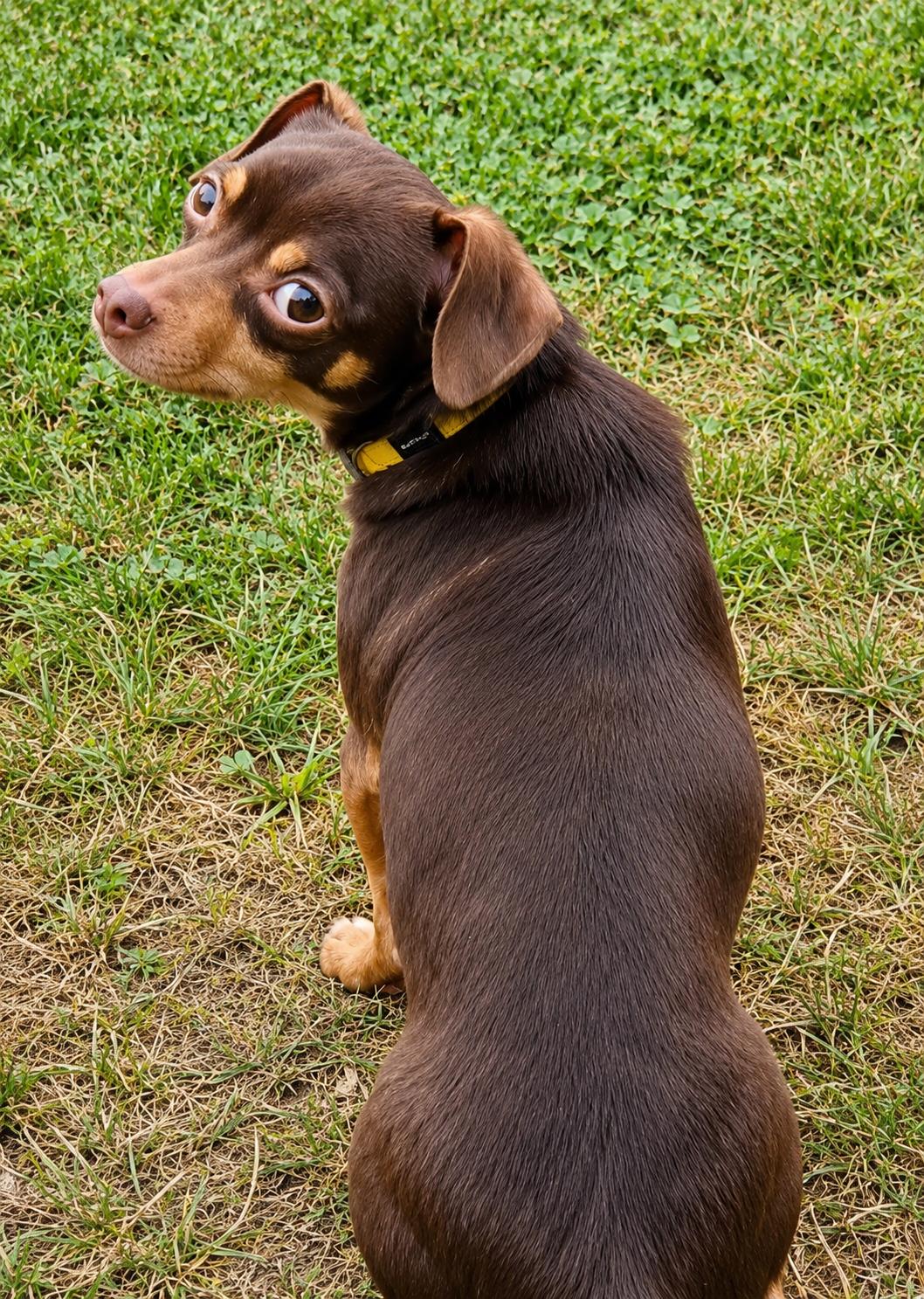 Enlarge PETEY, a Adoptable mixed breed in Abbotsford, BC image 1/4