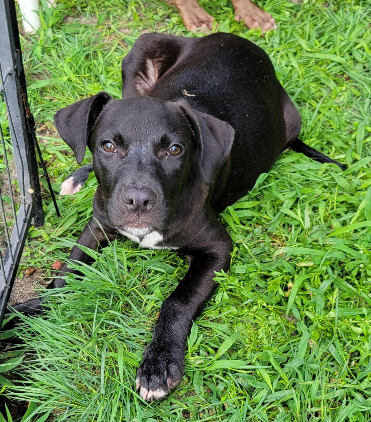 Violet, Adoptable, Puppy Female Labrador Retriever & Boxer.