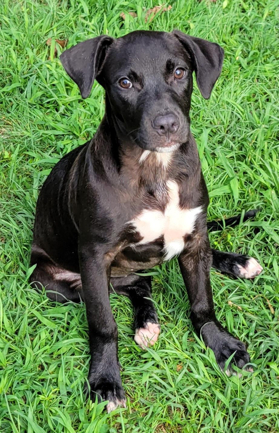 Enlarge Violet, a Adoptable mixed breed in Elwood, NJ image 2/4