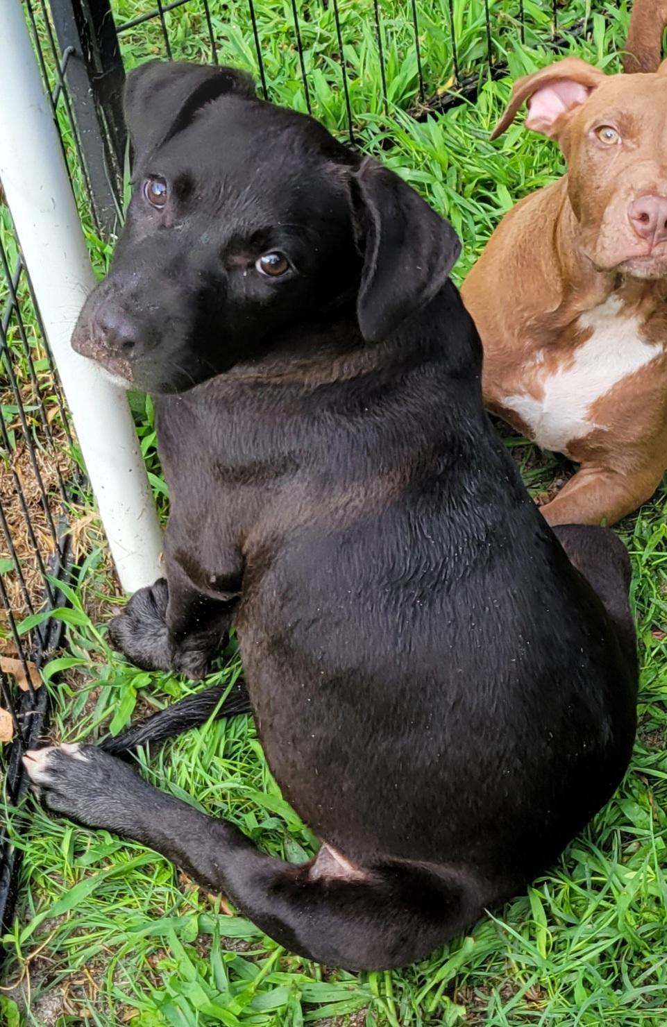 Enlarge Violet, a Adoptable mixed breed in Elwood, NJ image 4/4