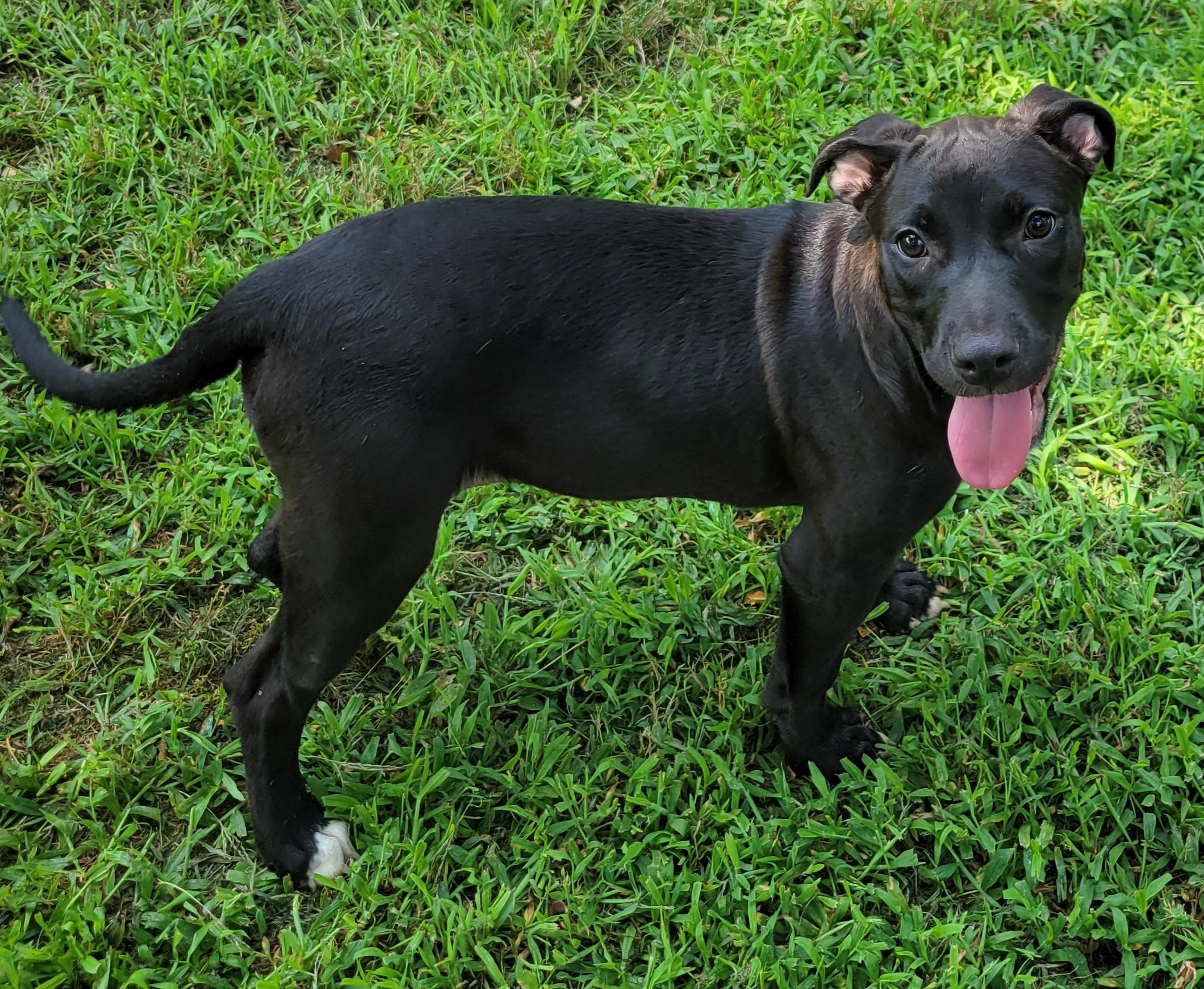 Violet, a Adoptable mixed breed in Elwood, NJ image 3/5