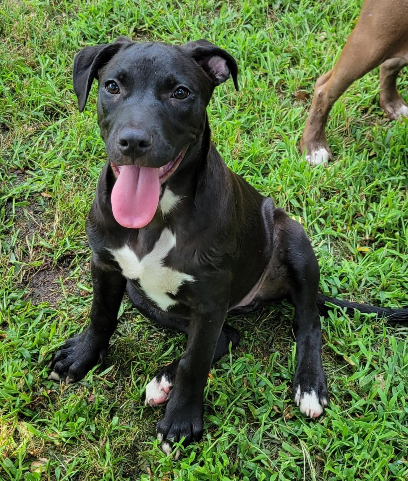 Violet, a Adoptable mixed breed in Elwood, NJ image 4/5