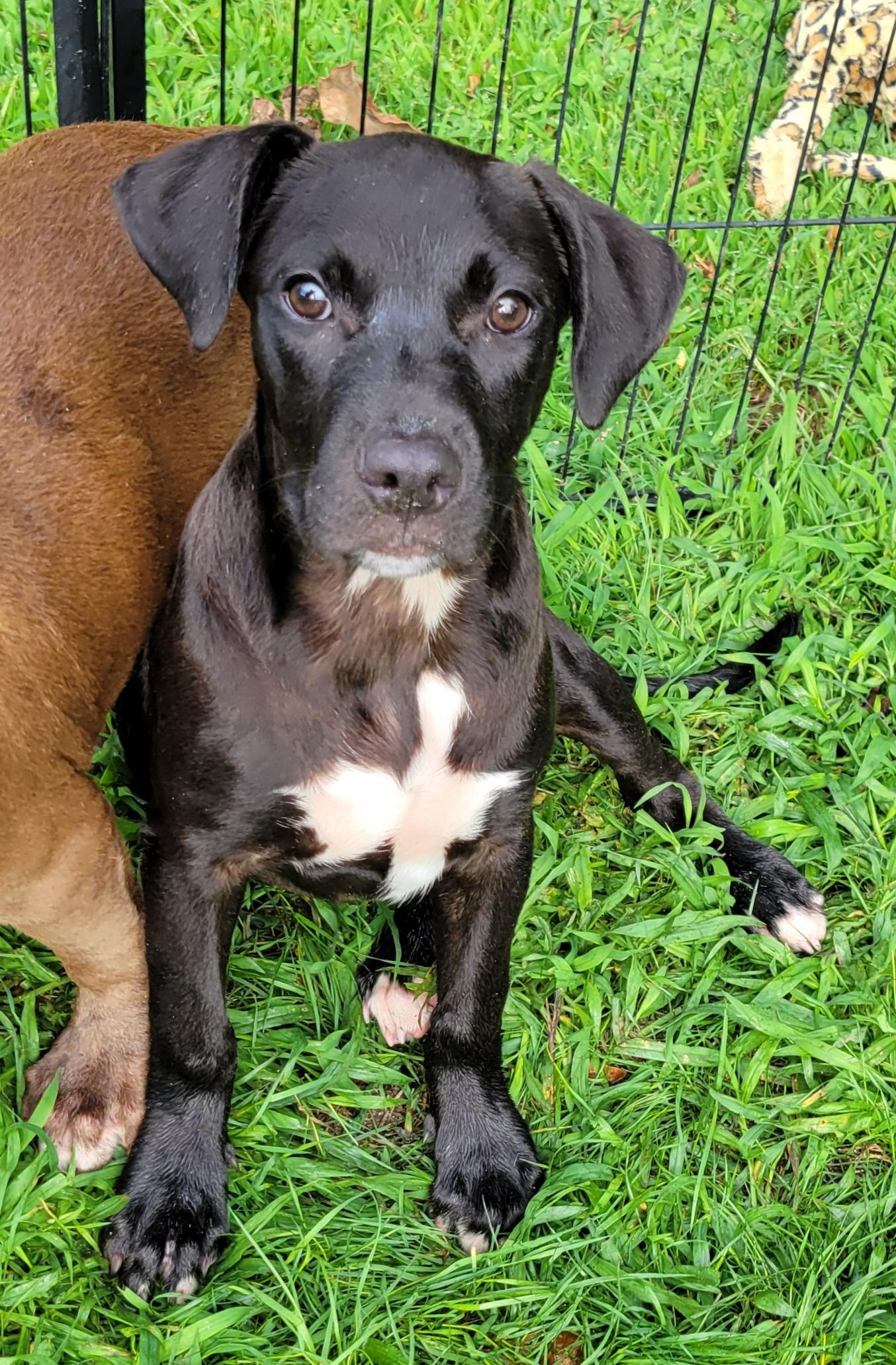 Enlarge Violet, a Adoptable mixed breed in Elwood, NJ image 3/4
