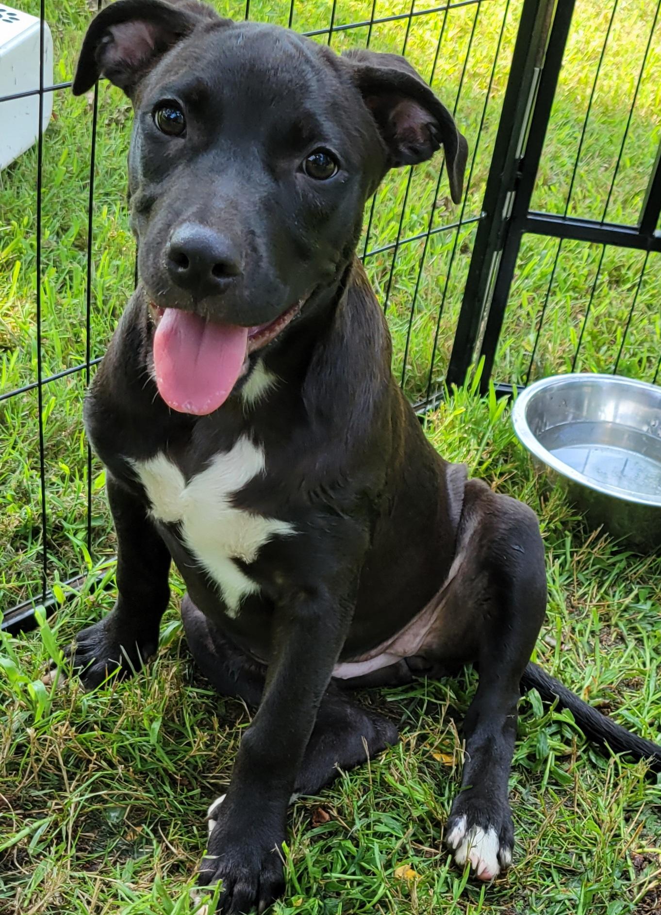 Violet, a Adoptable mixed breed in Elwood, NJ image 5/5