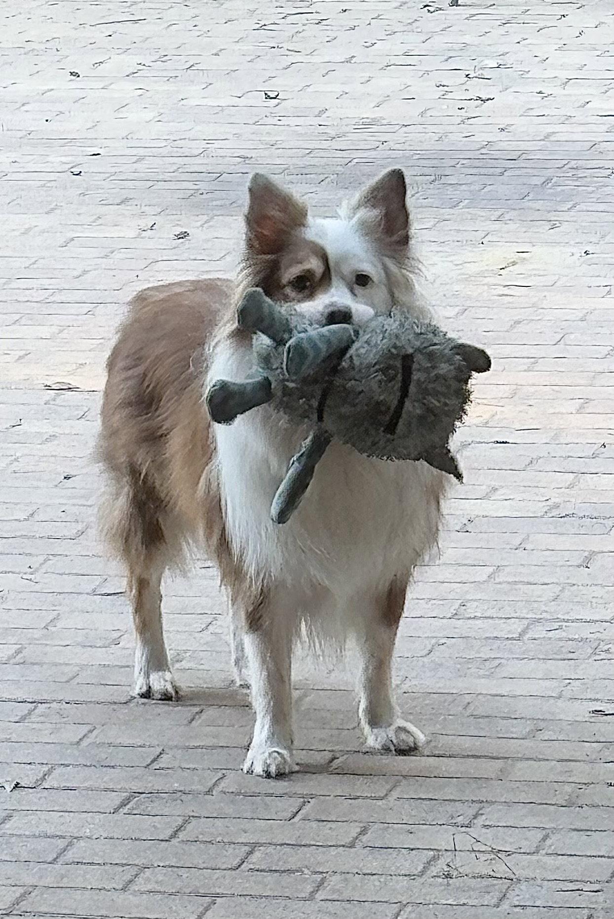 Shep, Adoptable, Adult Male Australian Shepherd.