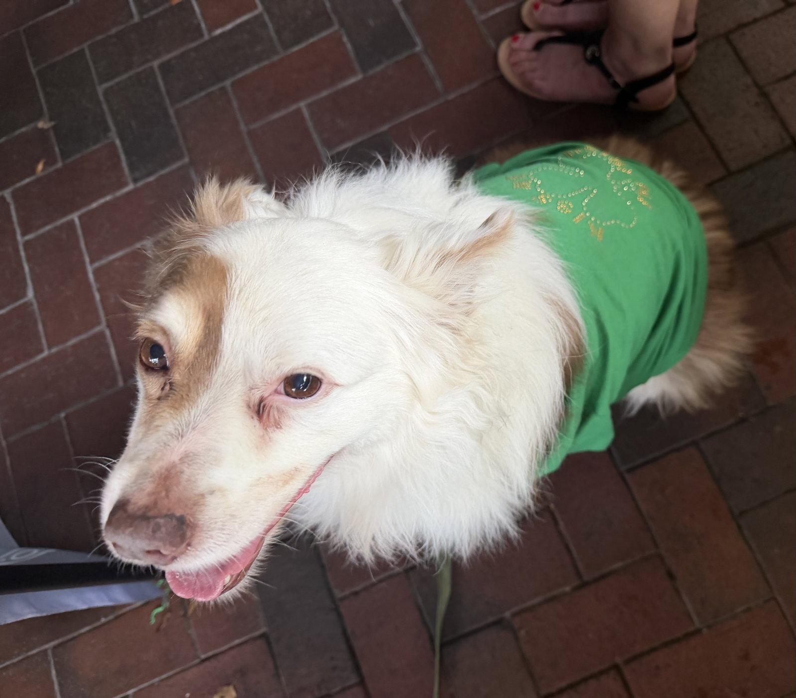 Enlarge Shep, a Adoptable Australian Shepherd in Valrico, FL image 2/3