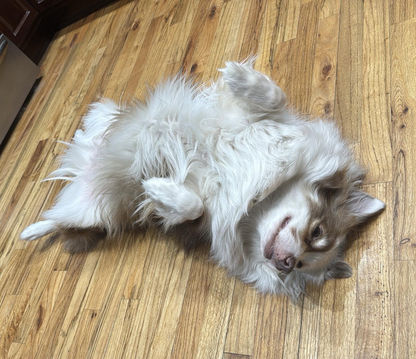 Enlarge Shep, a Adoptable Australian Shepherd in Valrico, FL image 3/3
