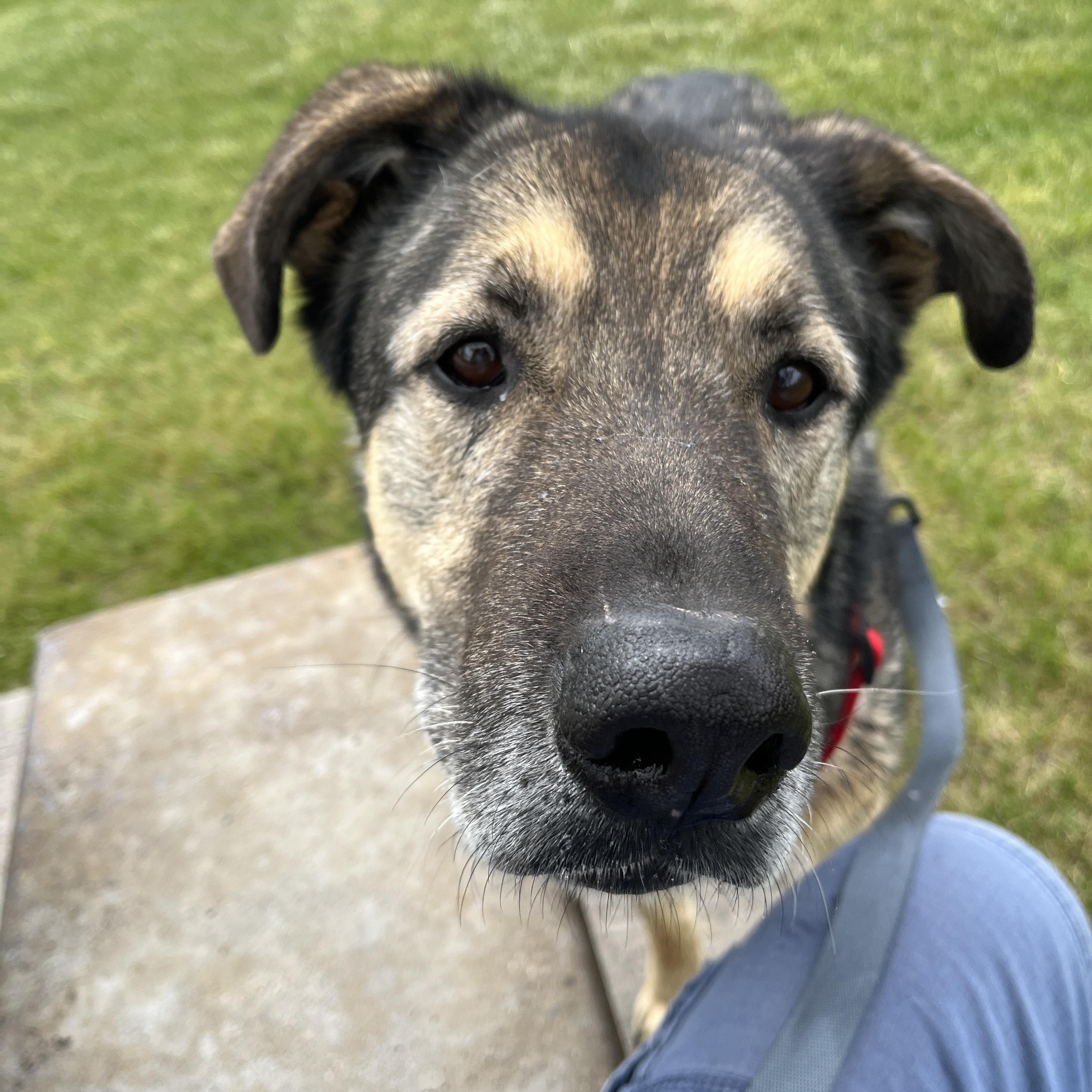 Oakley, Adopted, Senior Male German Shepherd Dog & Husky.