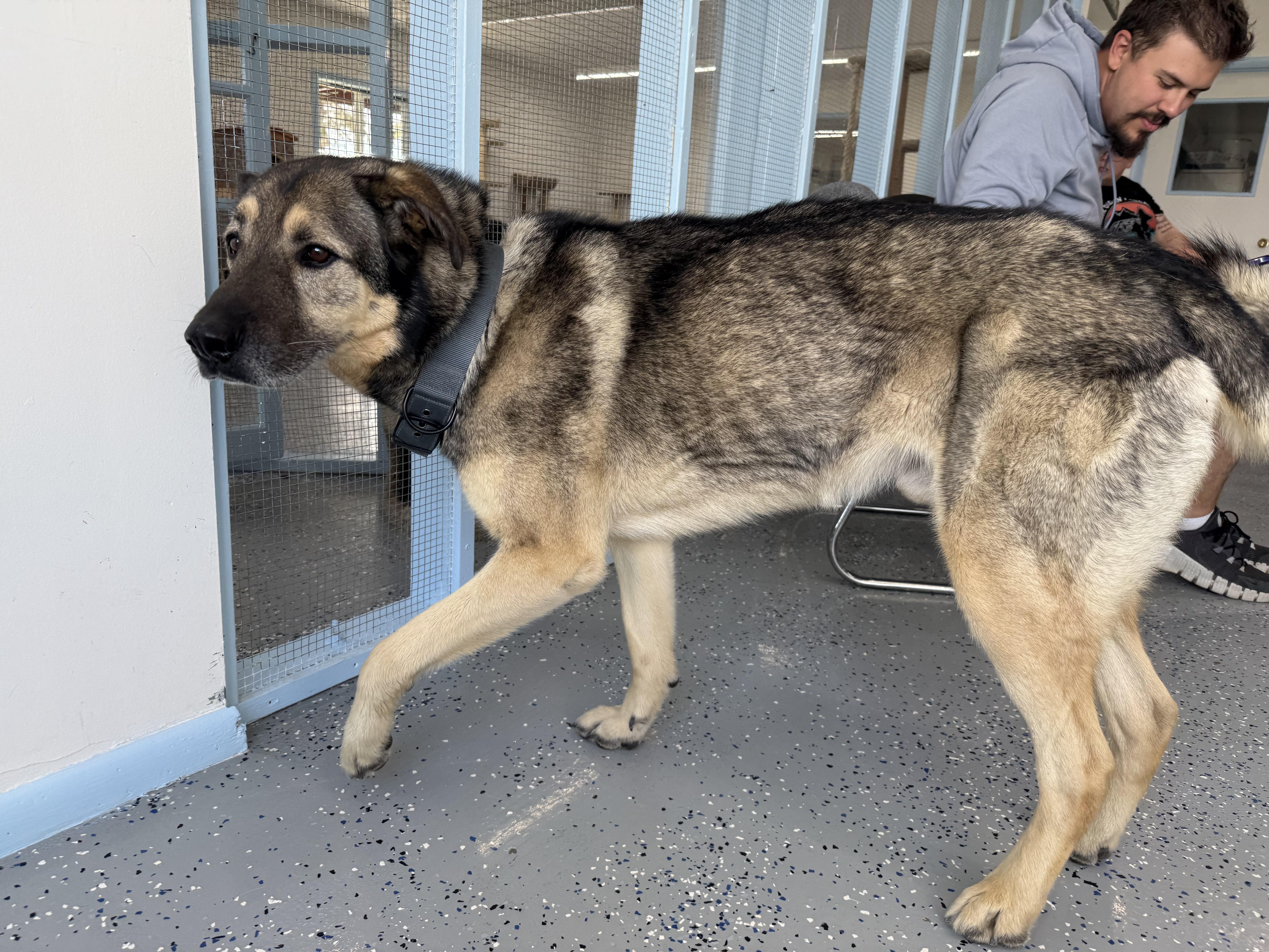 Enlarge Oakley, a Adopted mixed breed in Fort Benton, MT image 2/5