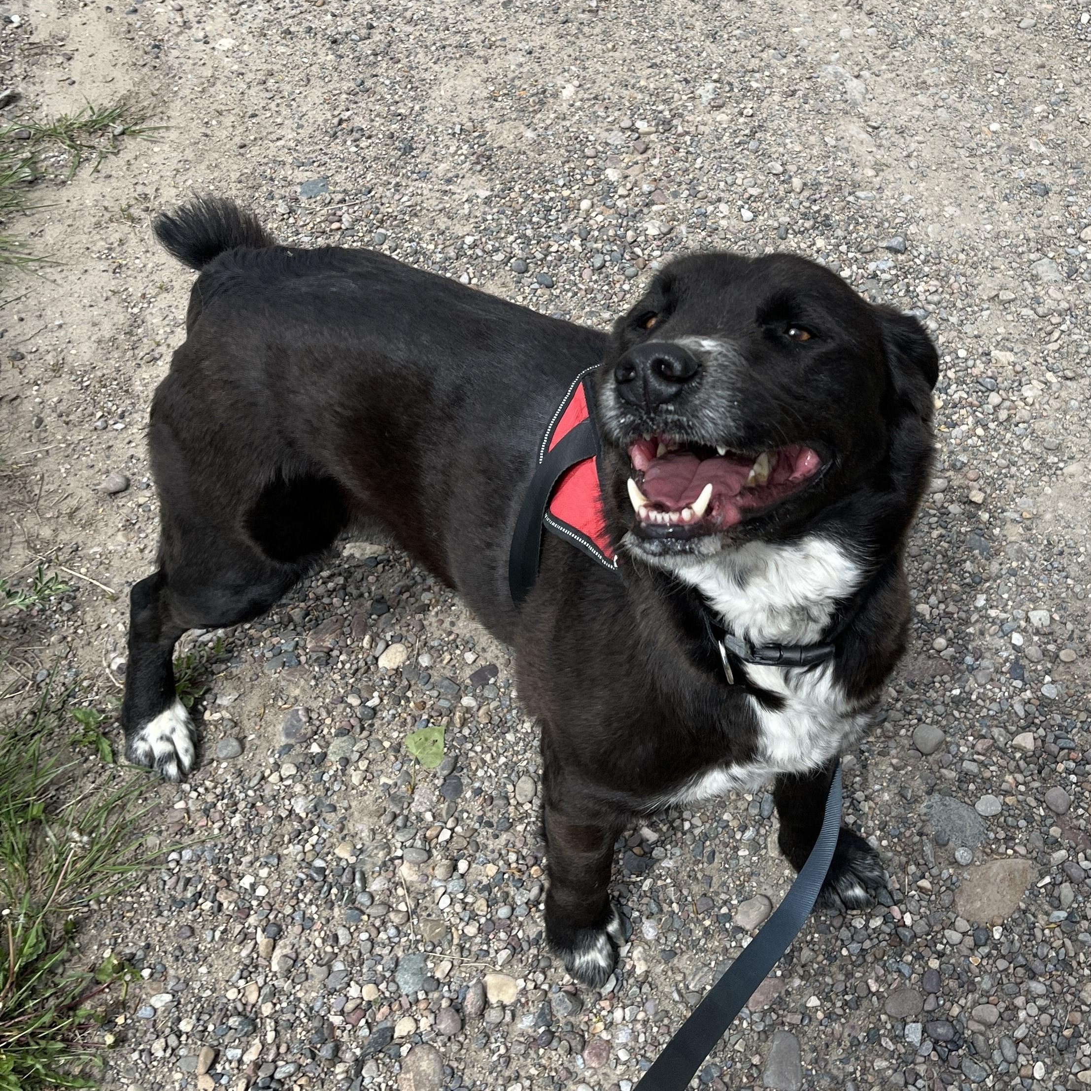 Enlarge Oakley, a Adopted mixed breed in Fort Benton, MT image 4/5