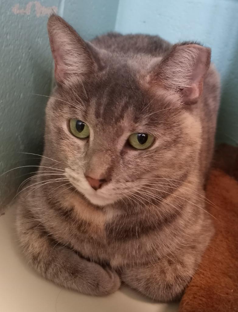 Divitia, Adoptable, Young Female Domestic Short Hair.