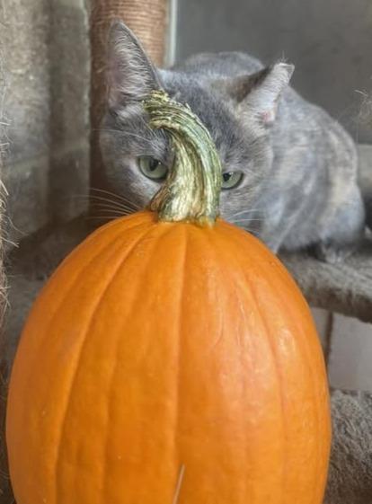 Divitia, Adoptable, Young Female Domestic Short Hair.