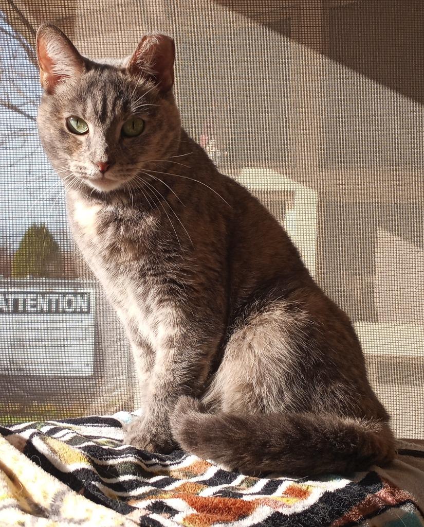 Enlarge Divitia, a Adoptable mixed breed in Hamilton, OH image 2/4