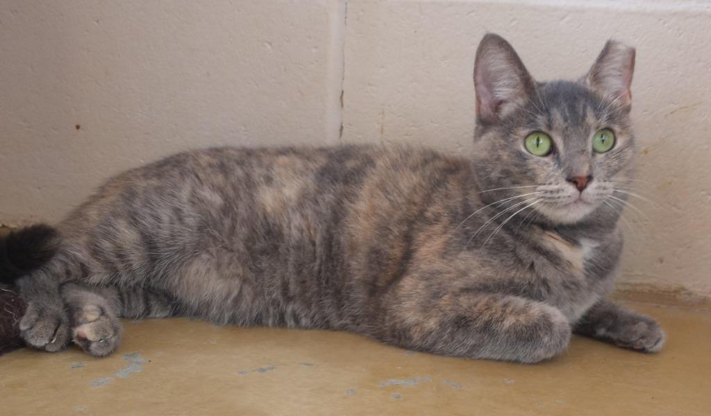 Divitia, Adoptable, Young Female Domestic Short Hair.
