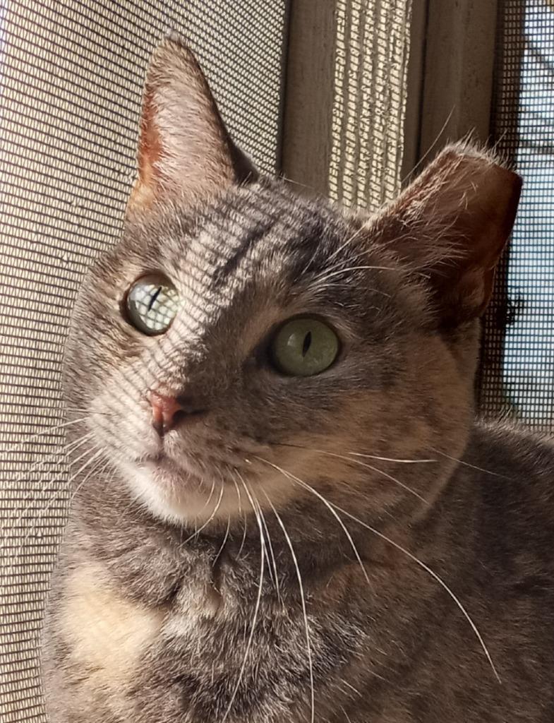 Enlarge Divitia, a Adoptable mixed breed in Hamilton, OH image 4/4