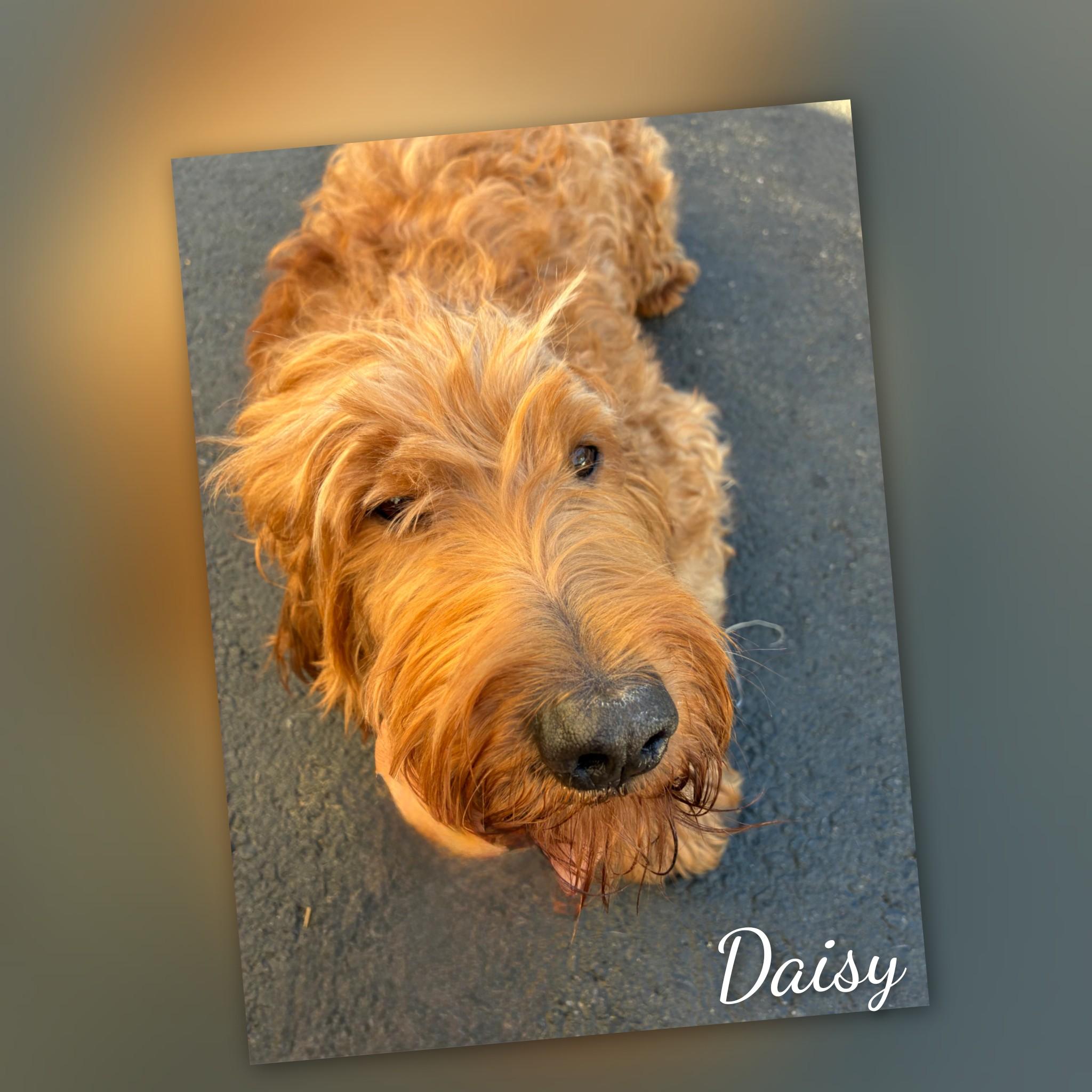 Enlarge Daisy, a Adopted Goldendoodle in Fredericksburg, VA image 2/6