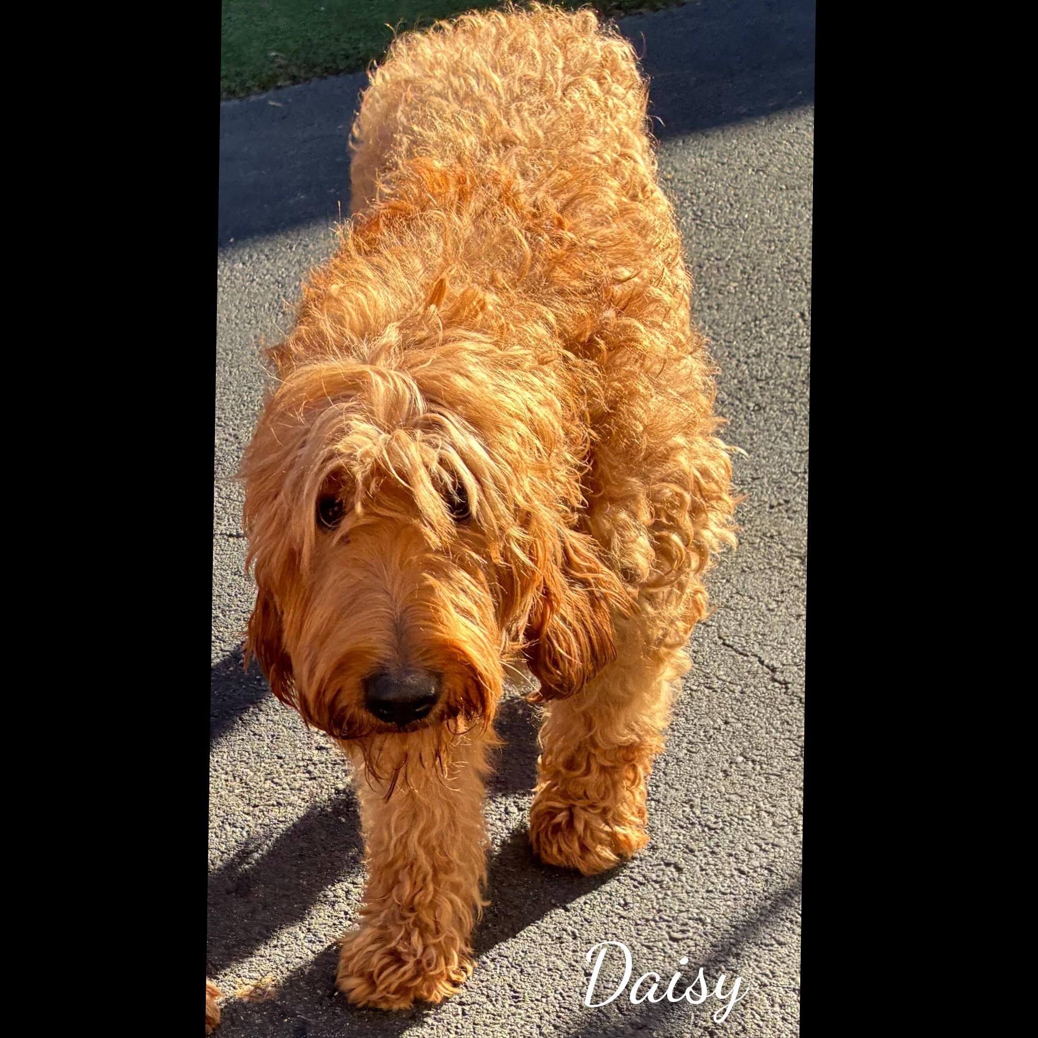 Enlarge Daisy, a Adopted Goldendoodle in Fredericksburg, VA image 6/6