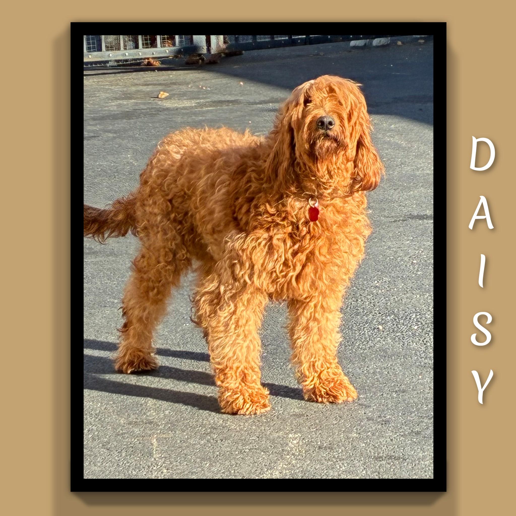 Enlarge Daisy, a Adopted Goldendoodle in Fredericksburg, VA image 1/6