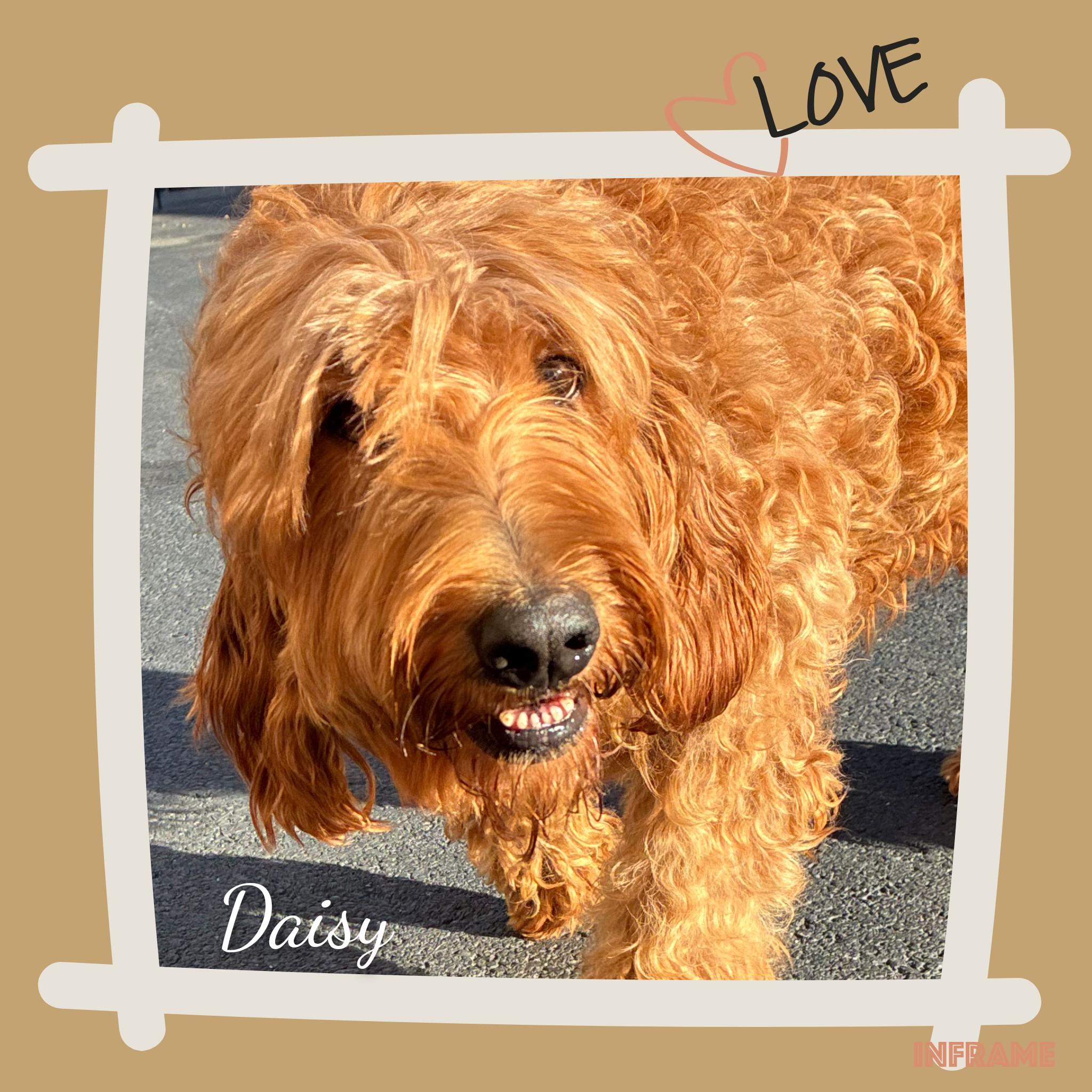 Enlarge Daisy, a Adopted Goldendoodle in Fredericksburg, VA image 5/6