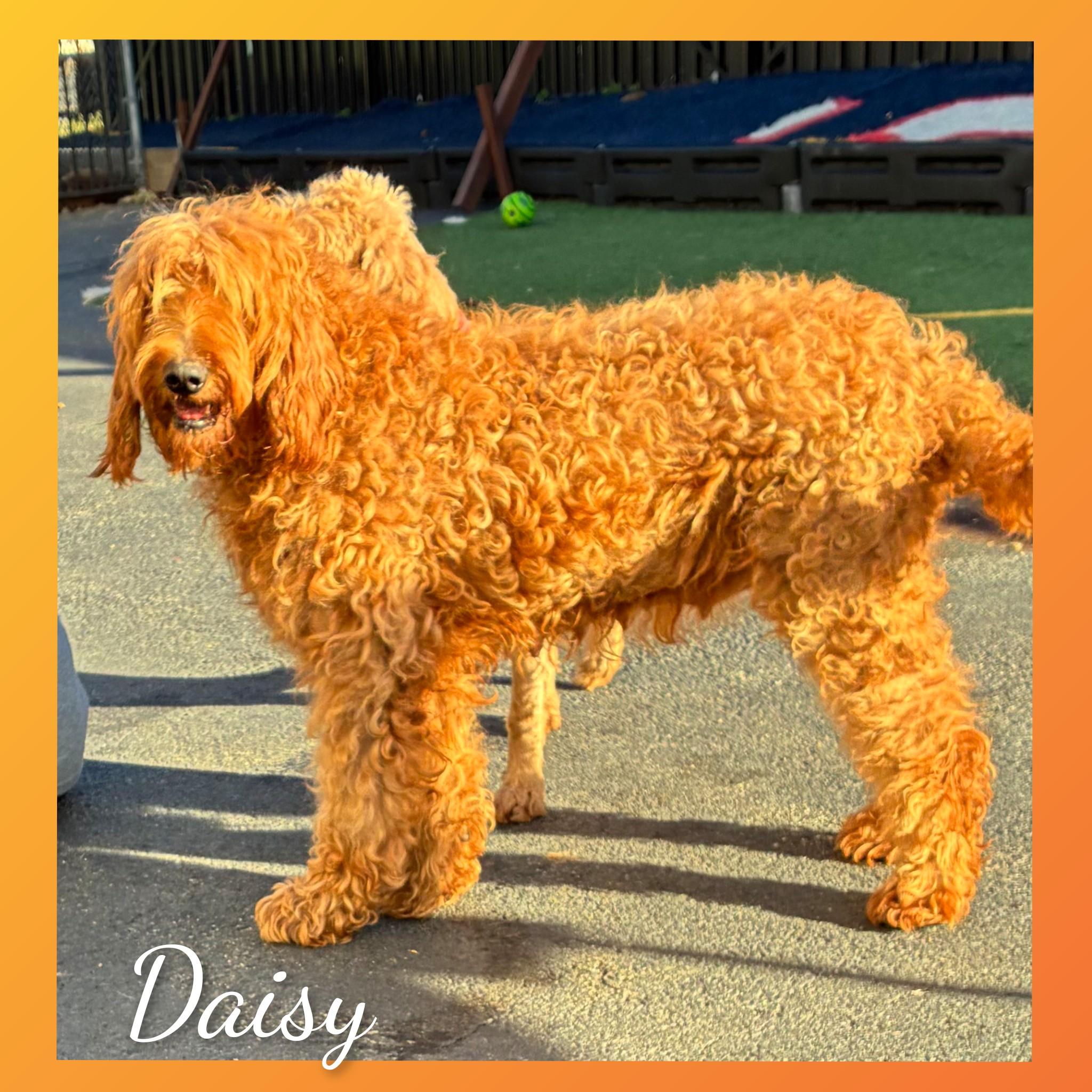 Enlarge Daisy, a Adopted Goldendoodle in Fredericksburg, VA image 3/6