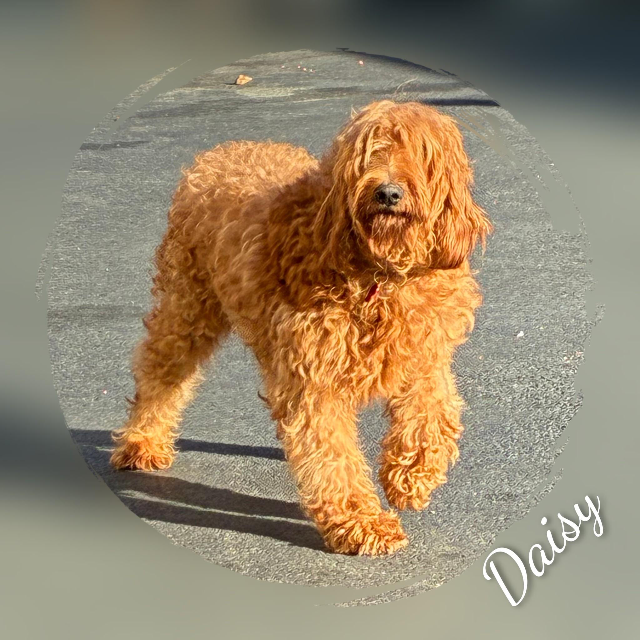 Enlarge Daisy, a Adopted Goldendoodle in Fredericksburg, VA image 4/6