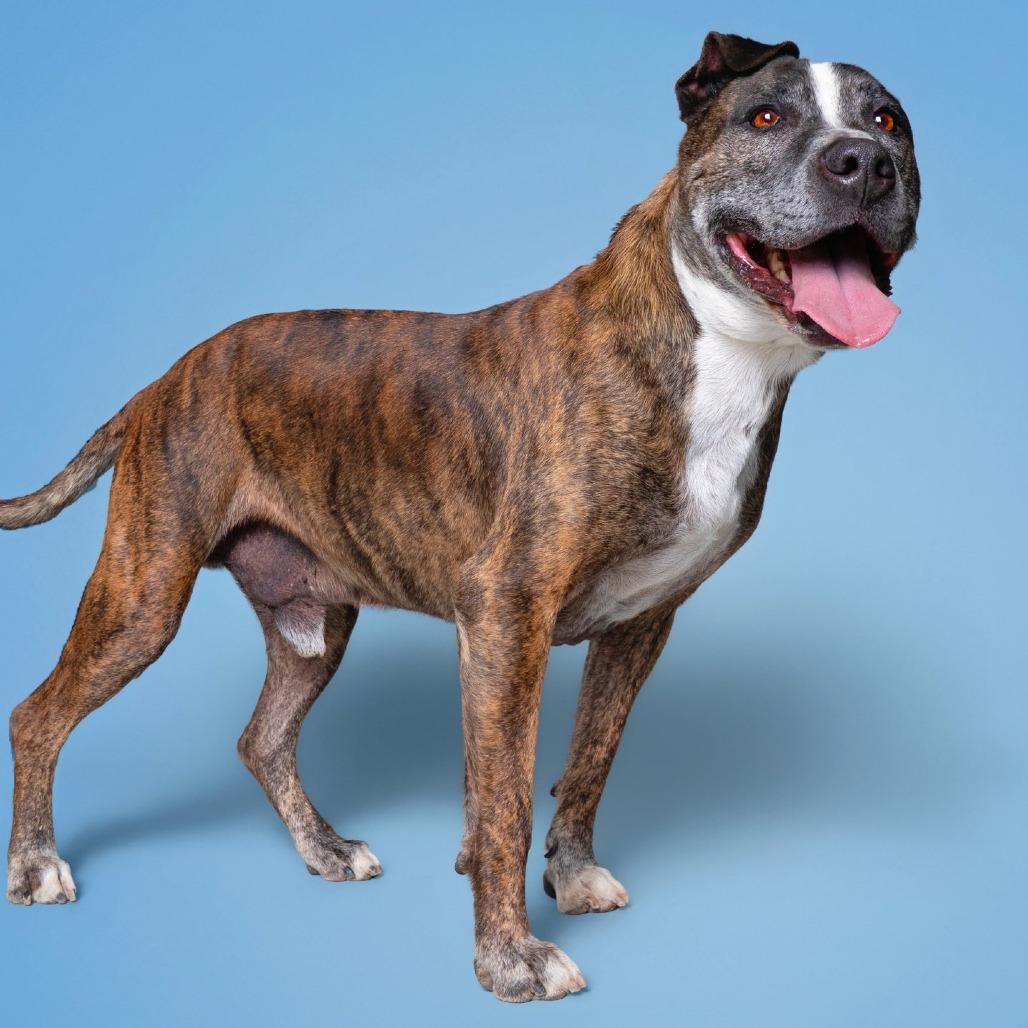 Tigger — thumbnail 5