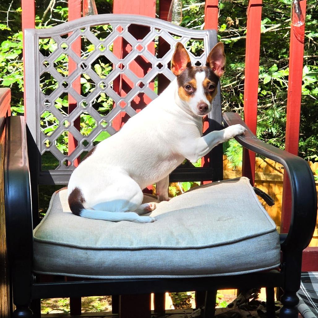 Frida, Adoptable, Young Female Jack Russell Terrier & Chihuahua.
