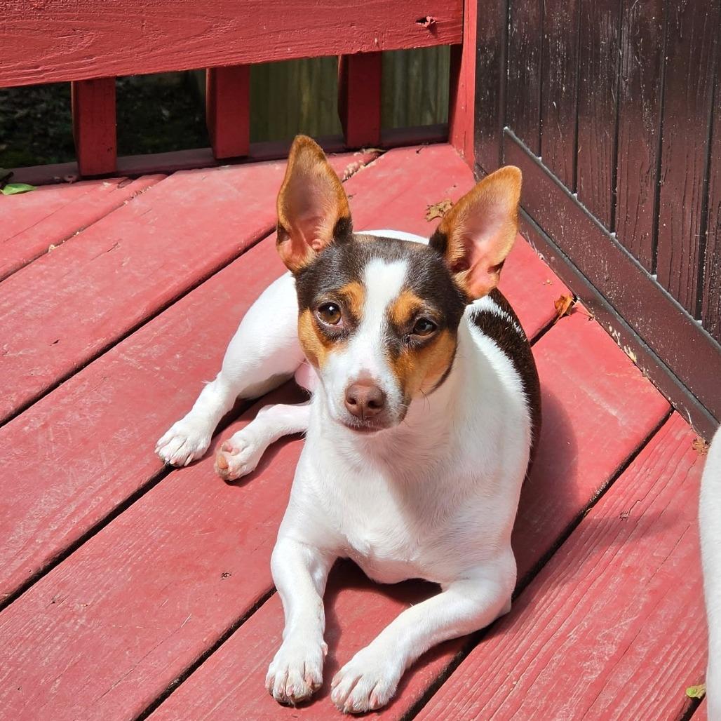 Frida, a Adoptable mixed breed in Chantilly, VA image 2/6