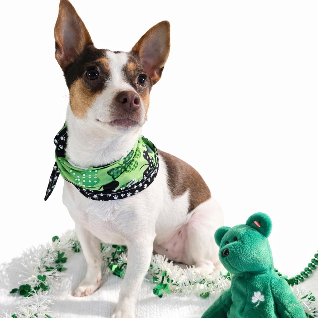 Frida, Adoptable, Young Female Jack Russell Terrier & Chihuahua.