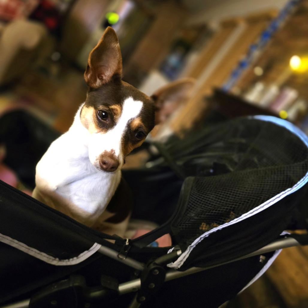 Enlarge Frida, a Adoptable mixed breed in Chantilly, VA image 2/6