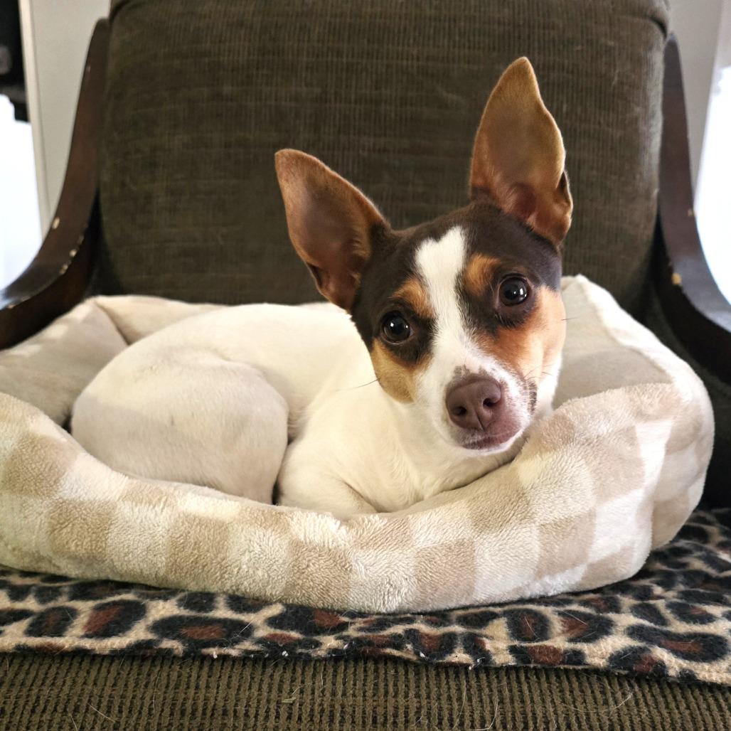 Enlarge Frida, a Adoptable mixed breed in Chantilly, VA image 3/6