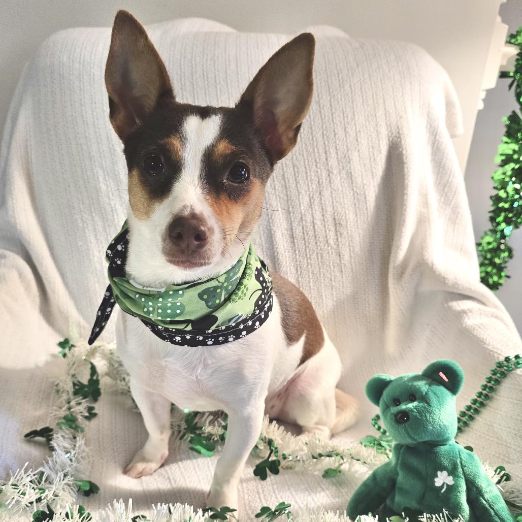 Frida, a Adoptable mixed breed in Chantilly, VA image 4/6