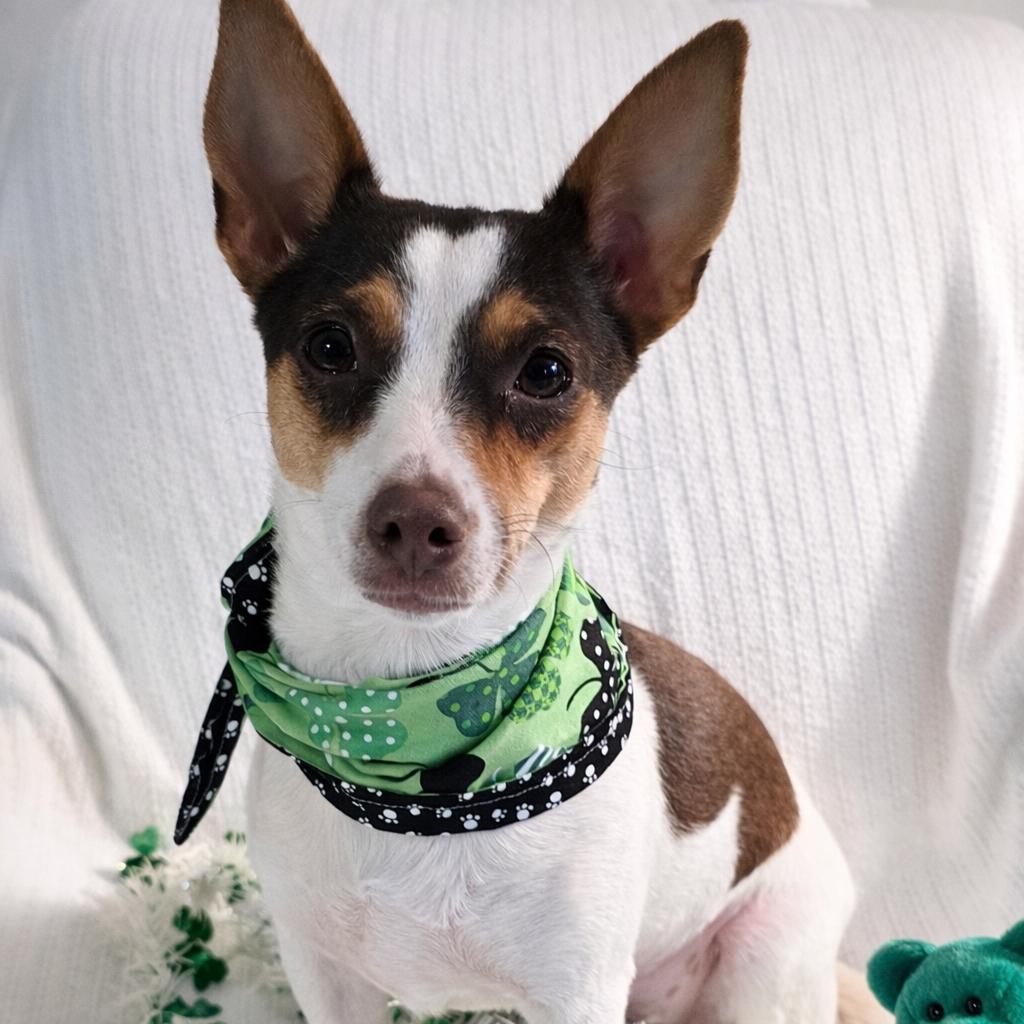 Enlarge Frida, a Adoptable mixed breed in Chantilly, VA image 4/6