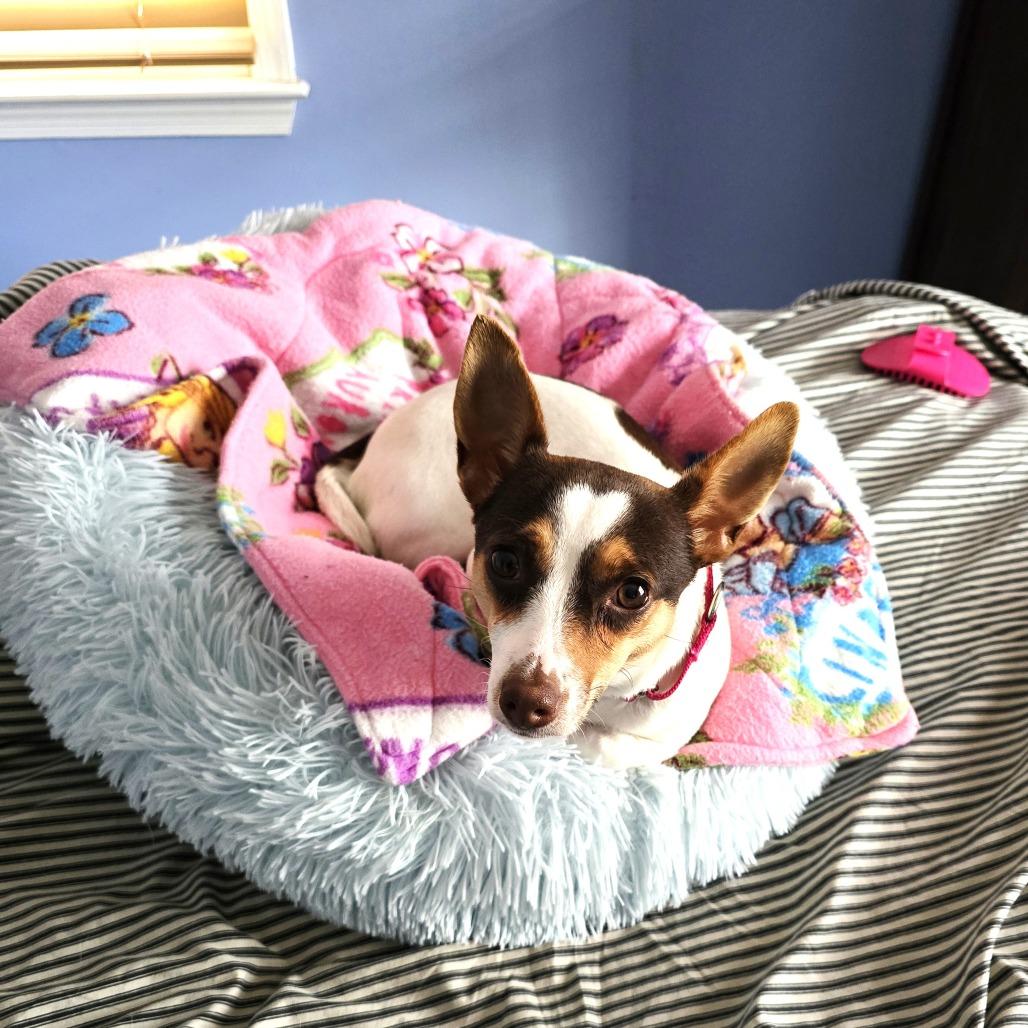 Enlarge Frida, a Adoptable mixed breed in Chantilly, VA image 6/6