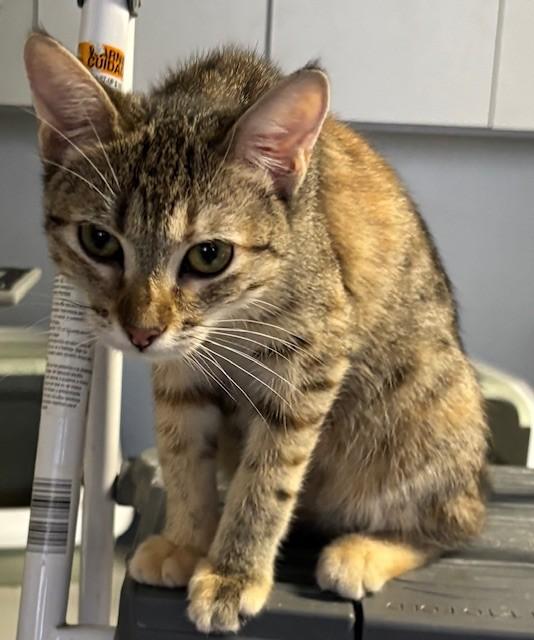 Penny, a Adoptable Domestic Short Hair in Phoenix, AZ image 3/6