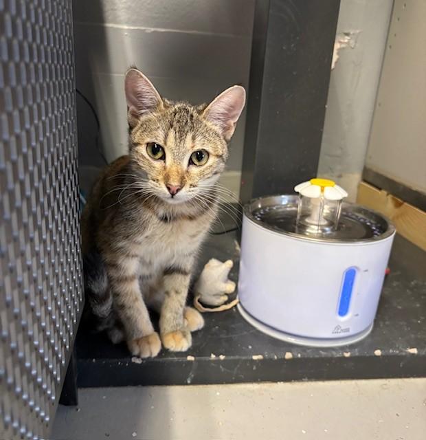 Penny, a Adoptable Domestic Short Hair in Phoenix, AZ image 2/6