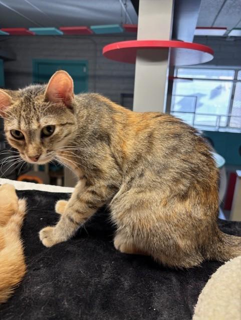 Penny, a Adoptable Domestic Short Hair in Phoenix, AZ image 4/6