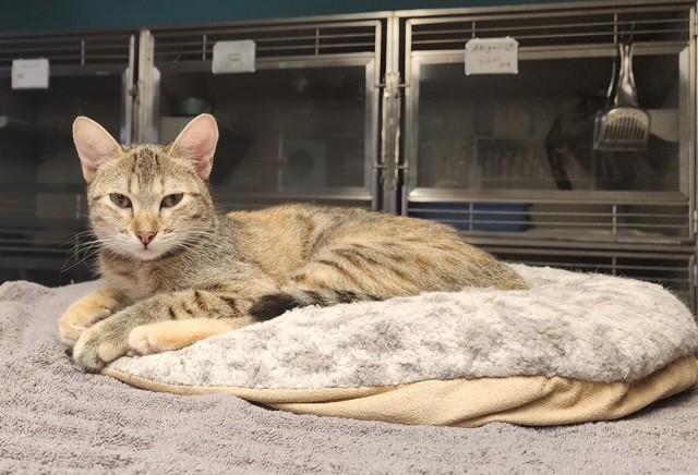 Penny, a Adoptable Domestic Short Hair in Phoenix, AZ image 5/6